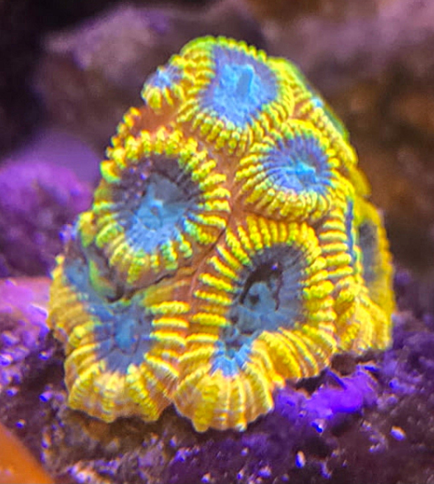 Favia of the Gods