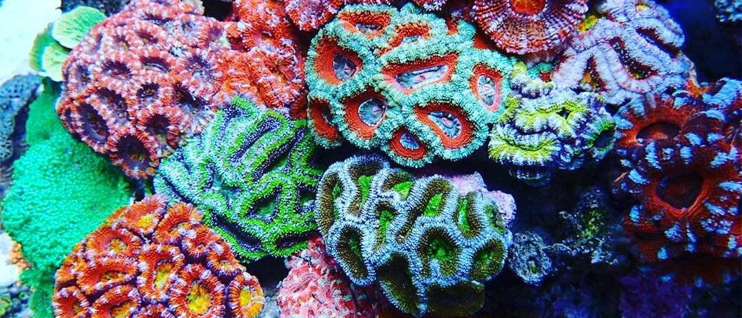 Acan