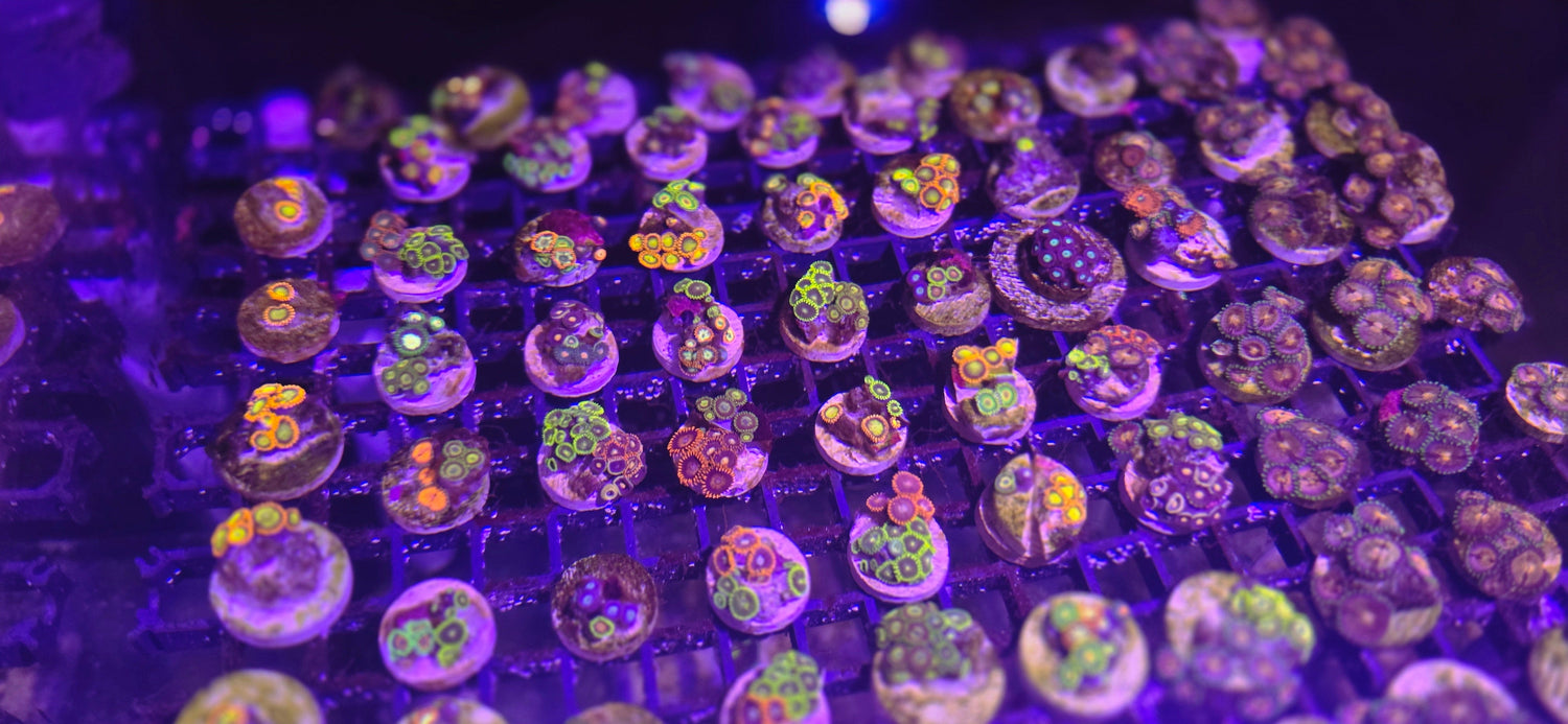 Zoanthids and Palythoas
