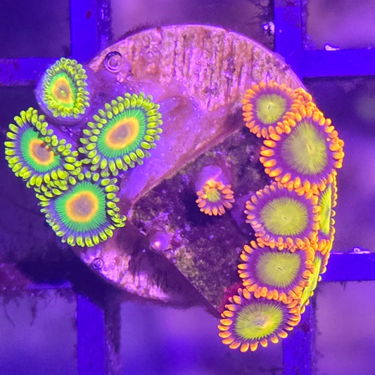 Mandarin Orange X Rasta WYSIWYG