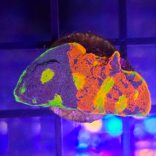 OG Jelly Bean Rainbow Chalice WYSIWYG