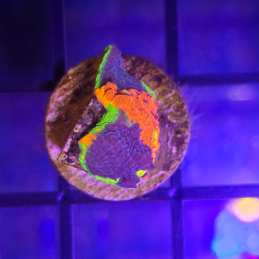 OG Jelly Bean Rainbow Chalice WYSIWYG