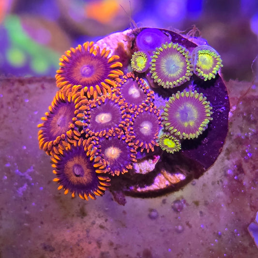 Zoa Combo WYSIWYG