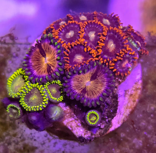Zoa Combo WYSIWYG