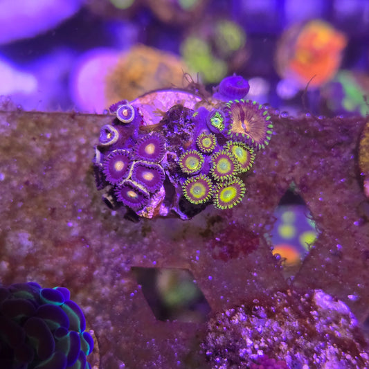 Zoa Combo WYSIWYG