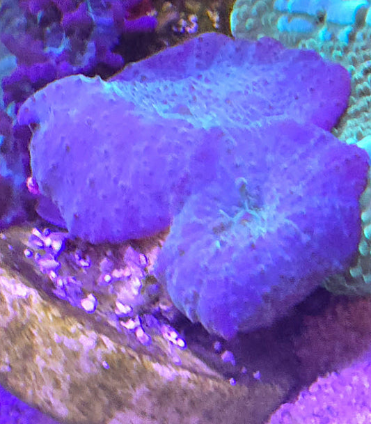 Blue Discosoma Mushroom
