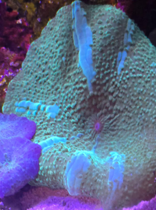Green Discosoma