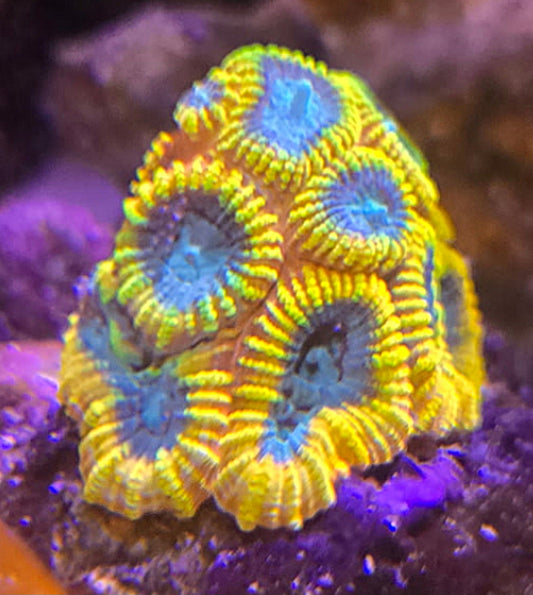 Favia of the Gods