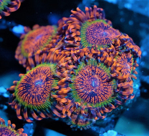 Speckled Krak
